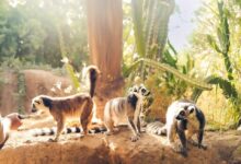 Sharjah Safari announces new season opening date and expanded animal collection - News