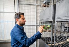 This UAE resident has more than 150 birds worth Dh200,000 in an aviary he built outside his office - News