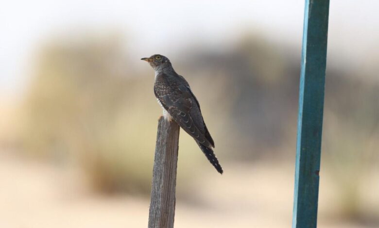 common cuckoo.  Photos: Dr. Reza Khan