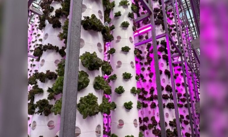 Sokovo inaugurates a vertical farm in the industrial city of Dubai to reinforce the national food security agenda
