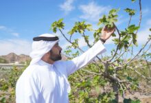 Prize up to Dh20,000: UAE farmers showcase their best produce to win Hatta Farming Festival - News