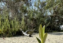 United Arab Emirates plants 10 mangroves for every COP28 visitor - News