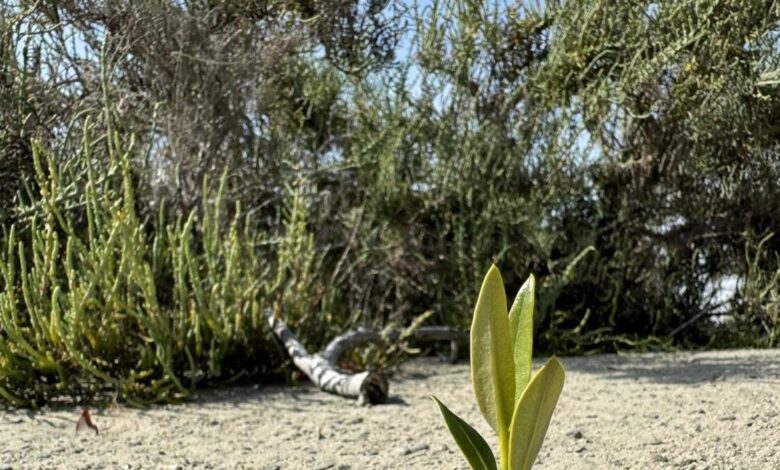 United Arab Emirates plants 10 mangroves for every COP28 visitor - News